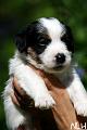 100616_romeo syli